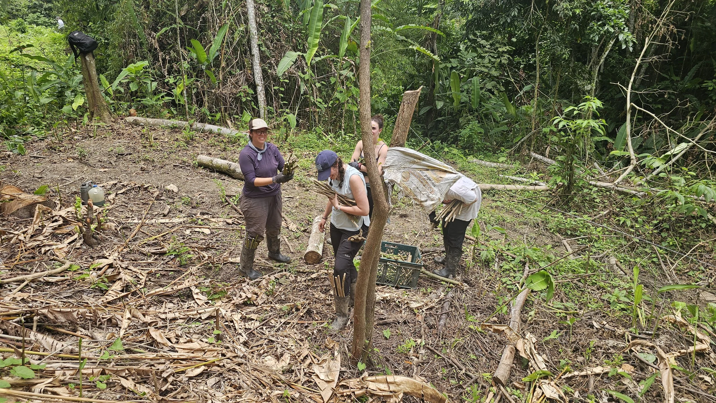 Farmers work together to prepare and establish a new agroforestry plot.