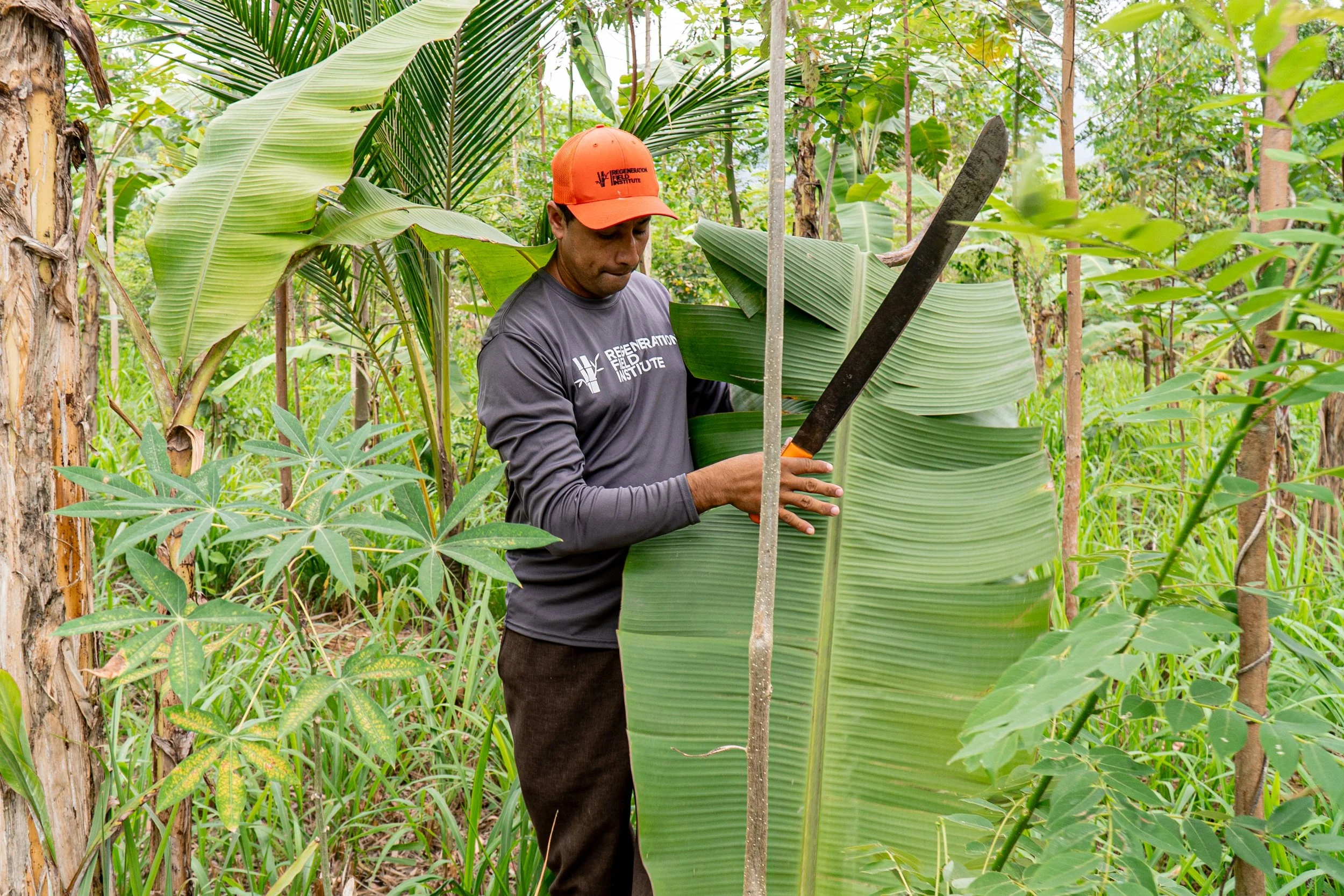 People working inside a diversified regenerative production landscape at Los Arboleros.
