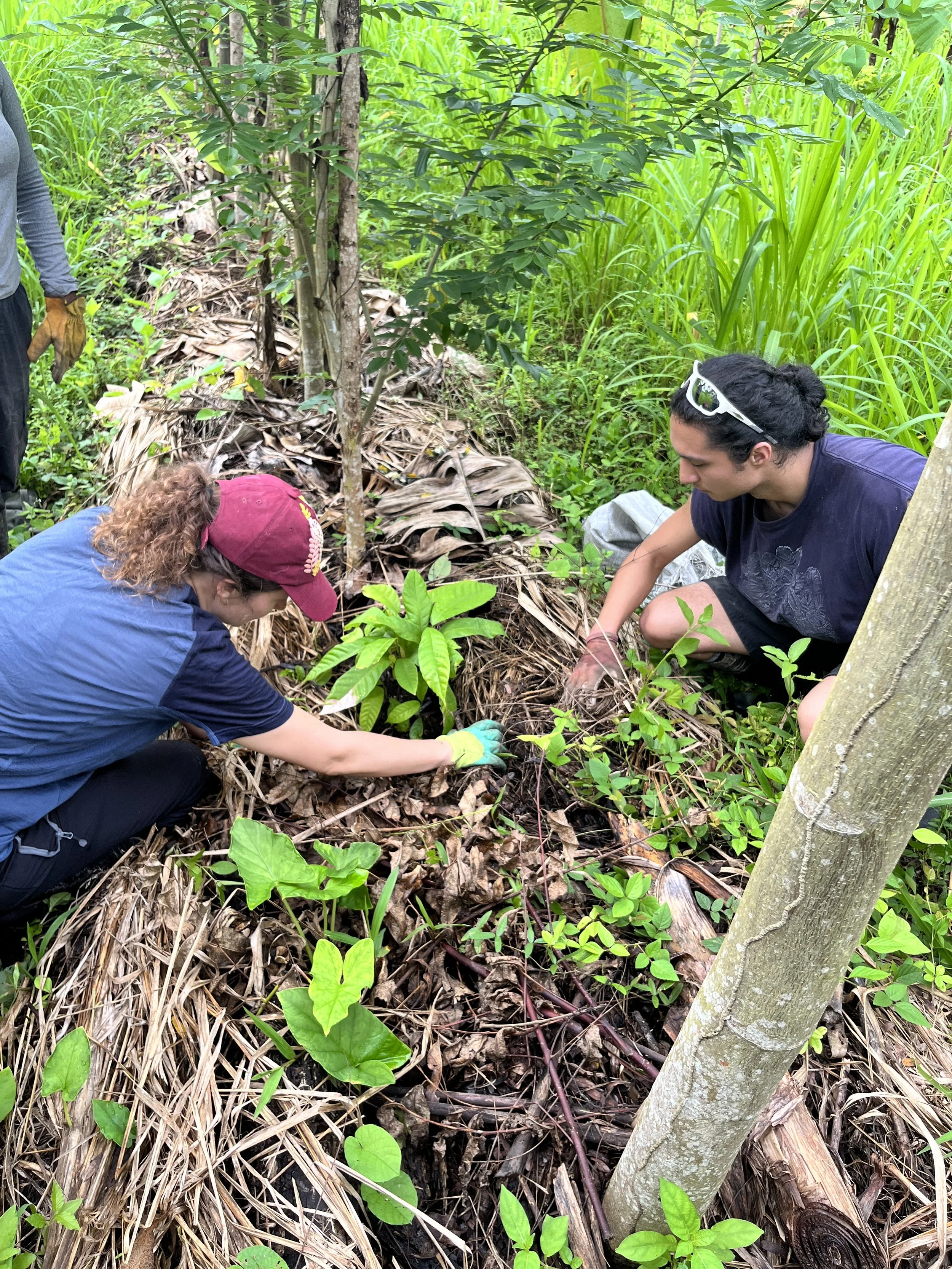 Participants examining an agroforestry system at Regeneration Field Institute.