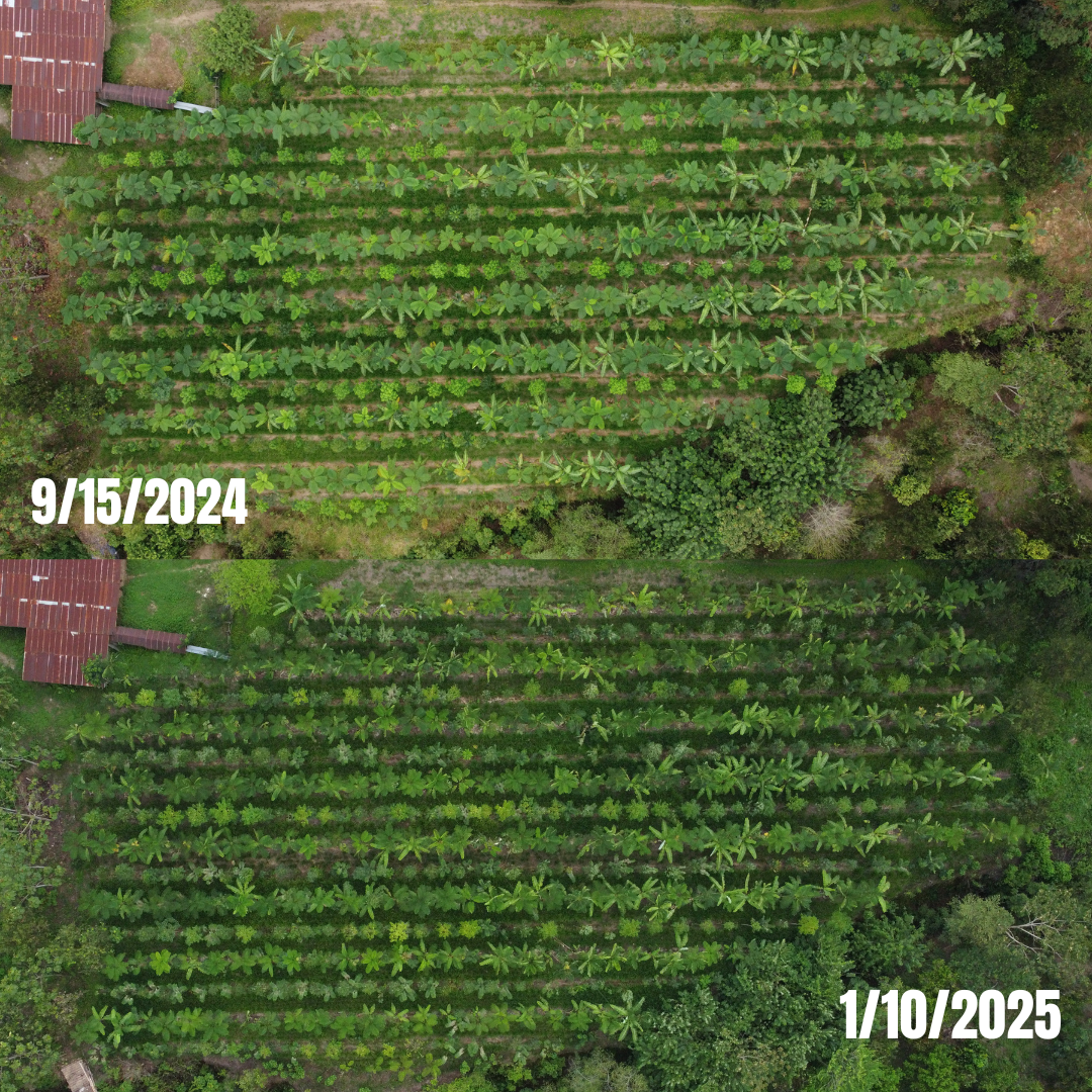 Field observation and management inside a Los Arboleros agroforestry system.