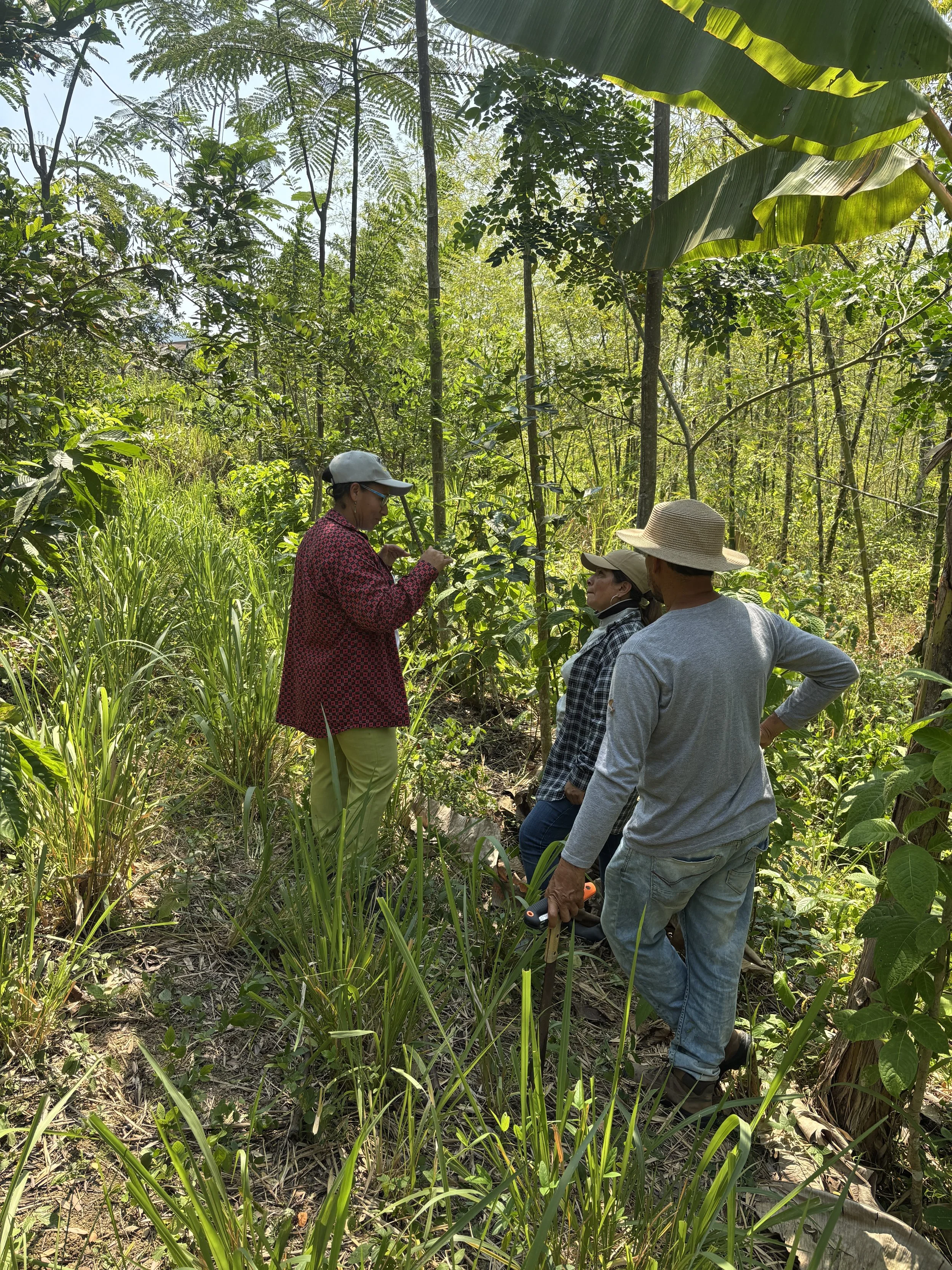 A field instructor leads a small-group technical session inside a working agroforestry system.