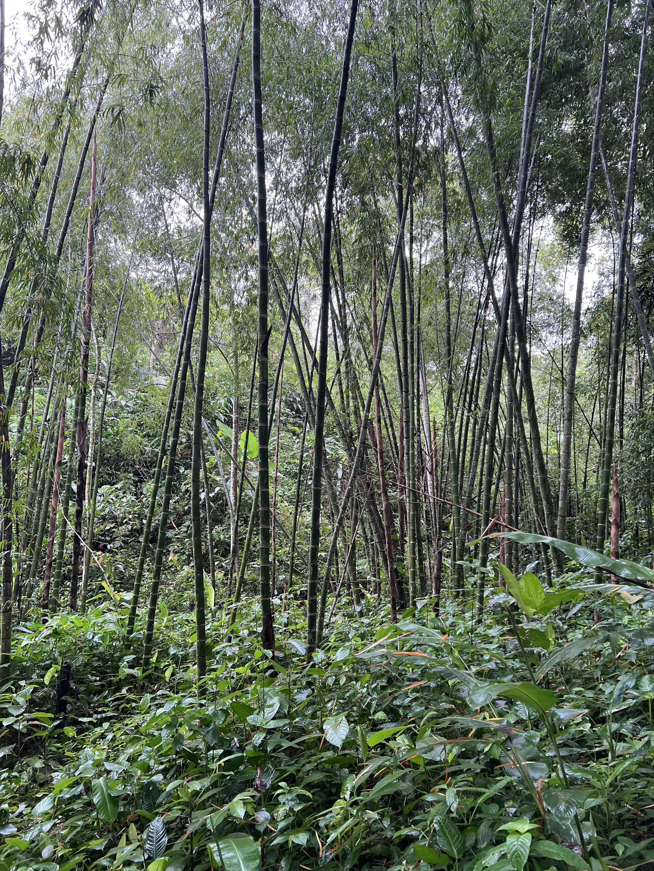 Bamboo groves and farm infrastructure at Los Arboleros.