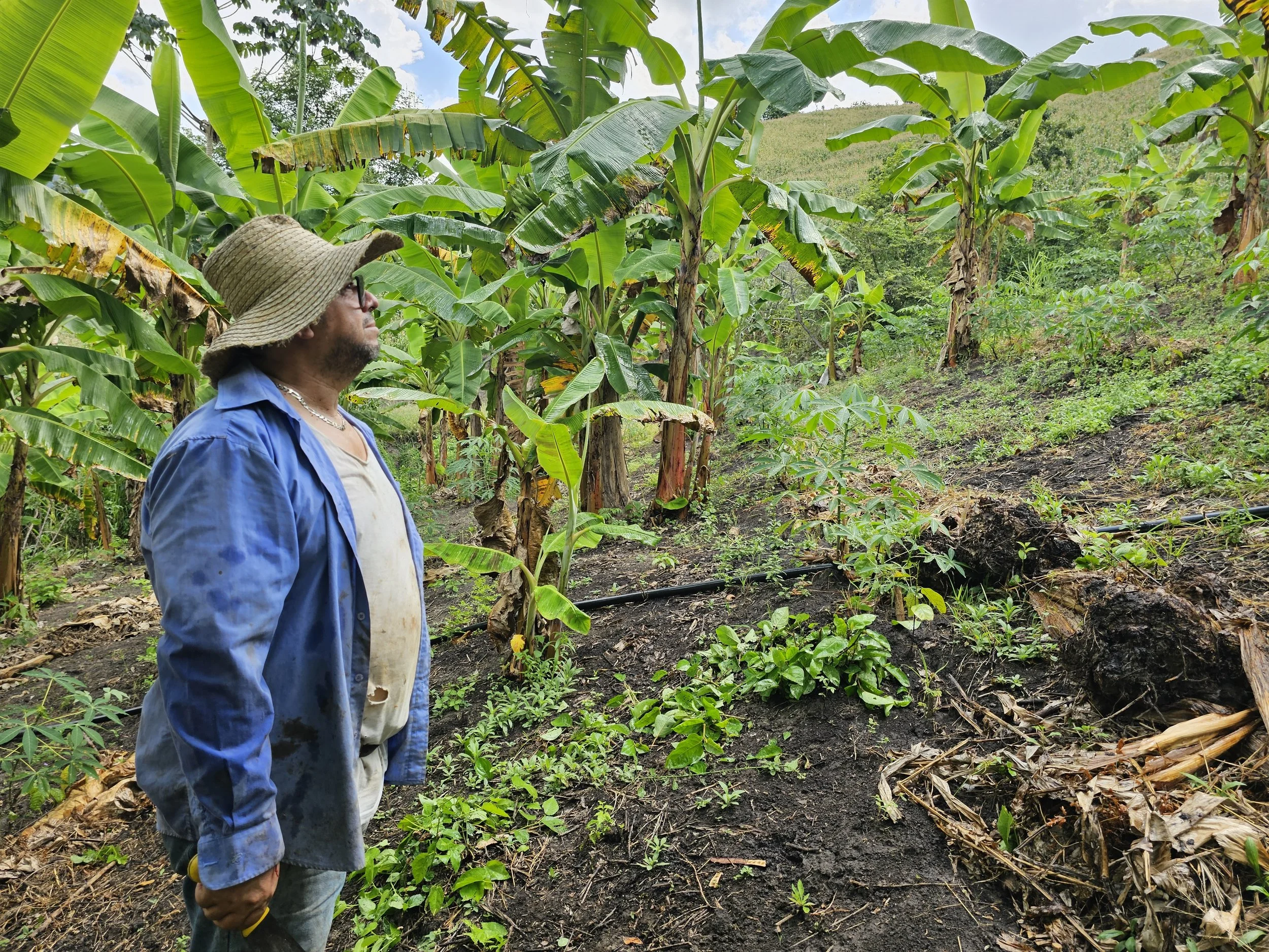 A farmer evaluates vegetation and management conditions inside an established diversified plot.