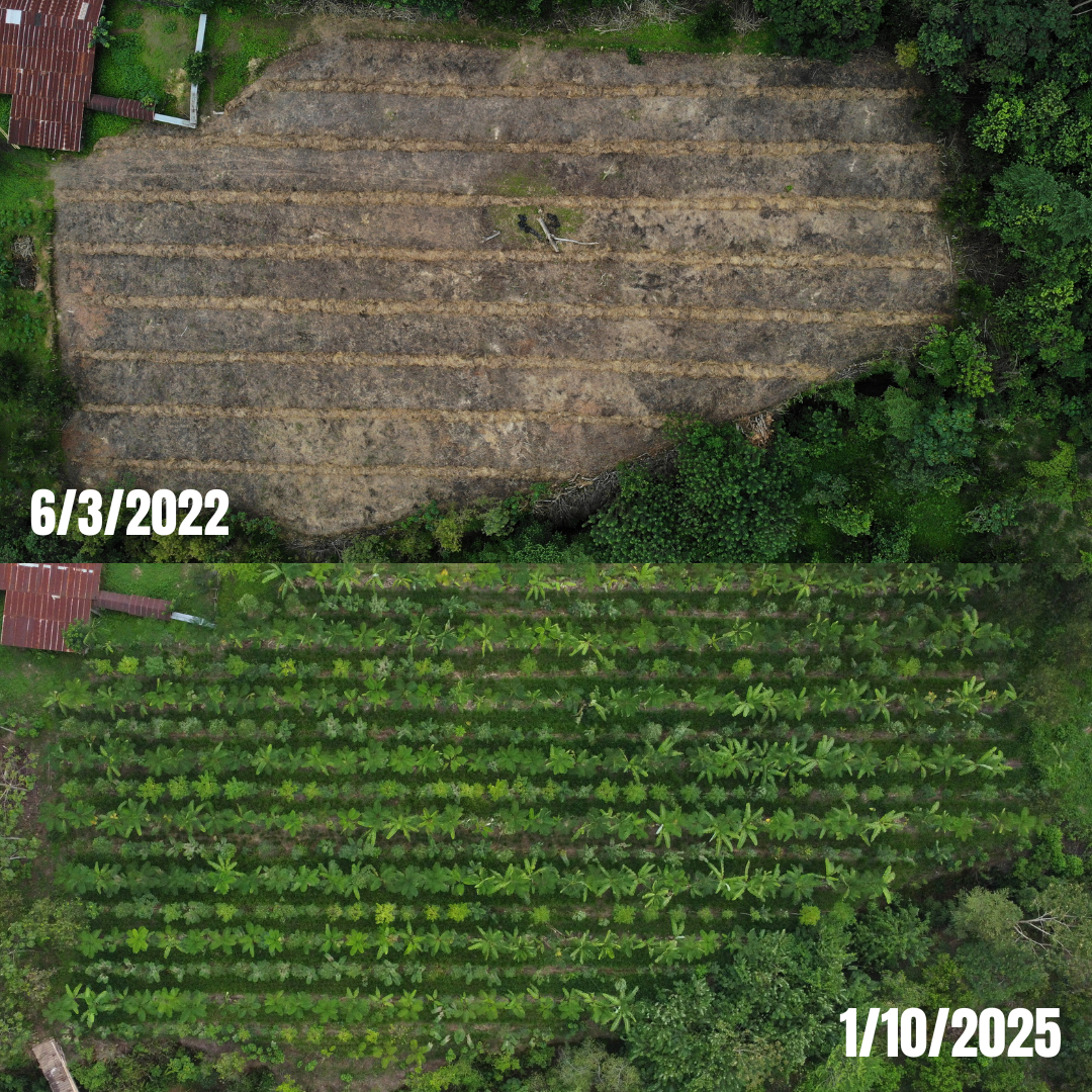 Aerial view of the regenerative research landscape at Los Arboleros Farm in Manabí.