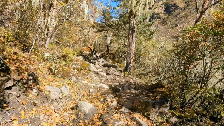 Autumn leaves settle between the stones beneath lichen-draped branches.