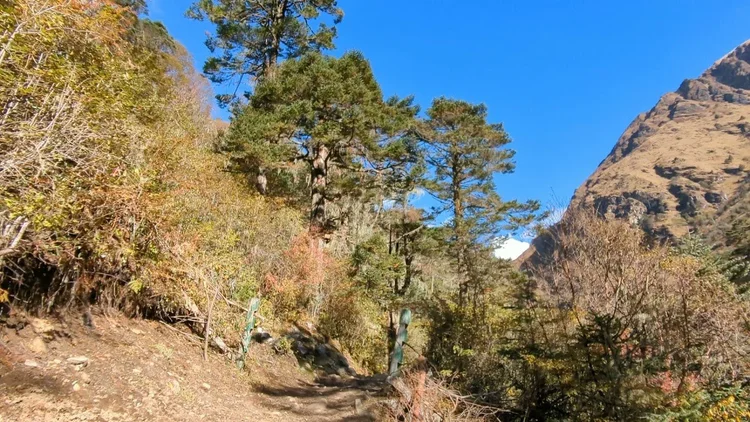 The trail continues between sunlit shrubs and tall conifers under a clear blue sky.