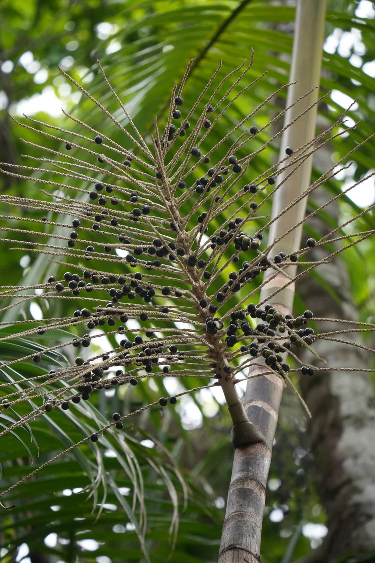 Probably an açaí palm (Euterpe oleracea), its dark fruits hanging from a branching stalk. Their pulp is an important food in the Amazon estuary.
