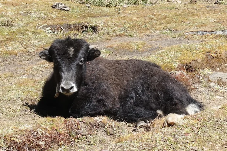 A young yak rests in the sunshine, its dark coat curled against the ground.