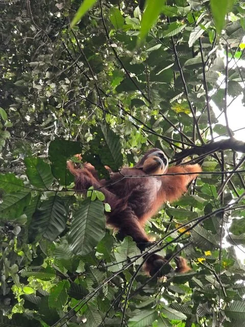 A Sumatran orangutan (Pongo abelii) holds several branches as it moves through the canopy above the trail.