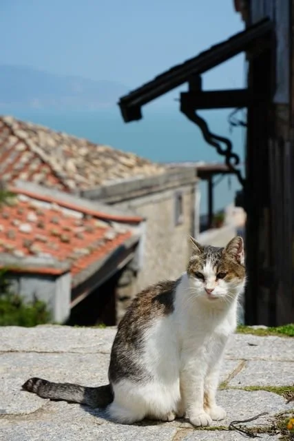 A domestic cat (Felis catus) sits on a stone ledge above red-tiled roofs on Beigan.