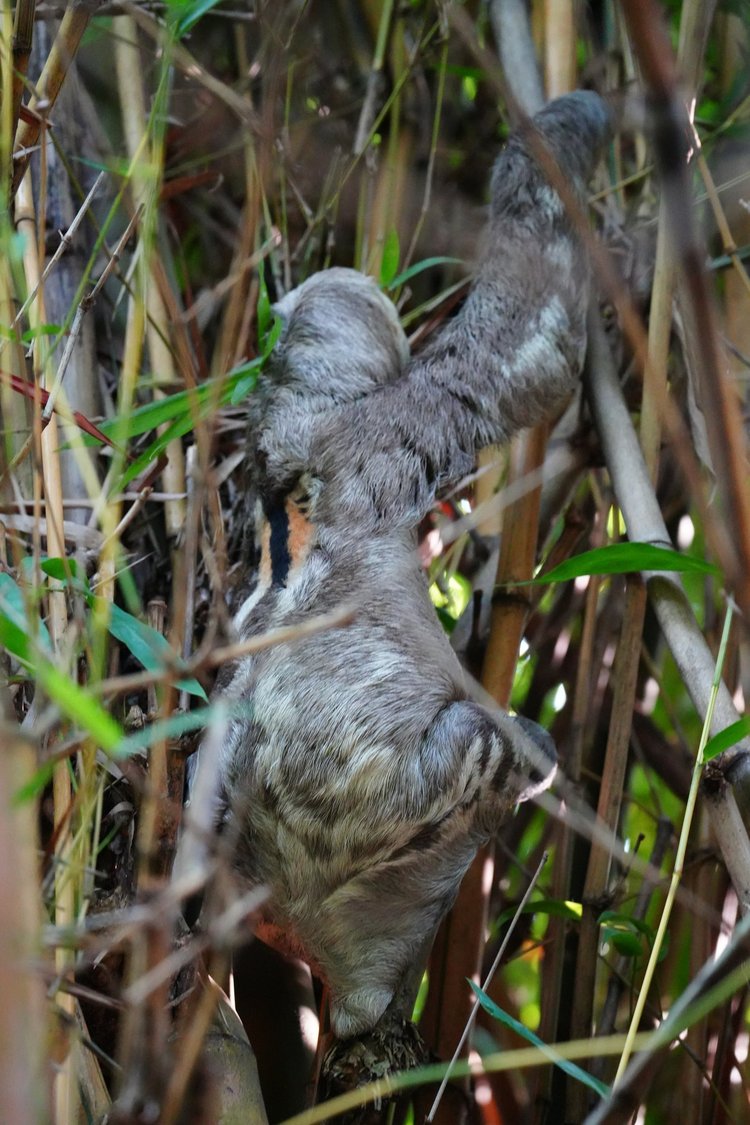 A male three-toed sloth, probably a brown-throated sloth (Bradypus variegatus), climbs through tangled stems. The orange back patch is characteristic of males.