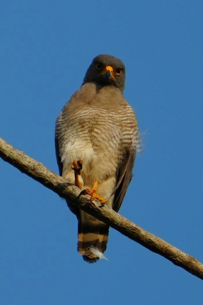 A roadside hawk (Rupornis magnirostris) stands on one foot in the morning light.