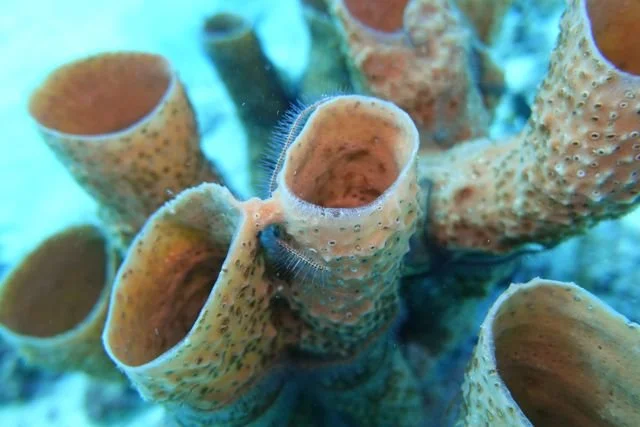 The open tubes of a sponge cluster form a close study of rims, pores and warm colour.