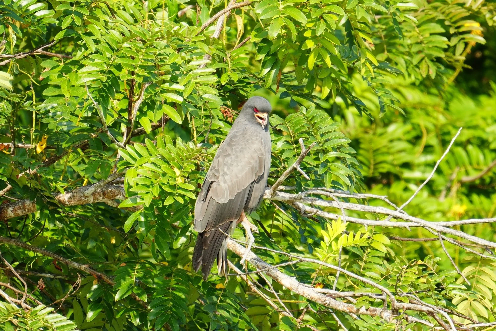 A male snail kite (Rostrhamus sociabilis) watches from the foliage. Its deeply hooked bill can draw freshwater snails from their shells.