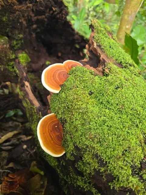 Orange bracket fungi emerge from a moss-covered piece of fallen wood.