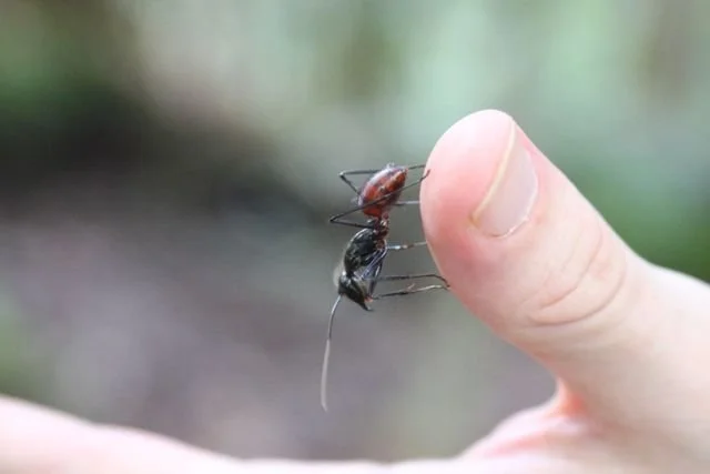 A large ant stands on a fingertip, its legs and antennae sharply outlined against the forest.