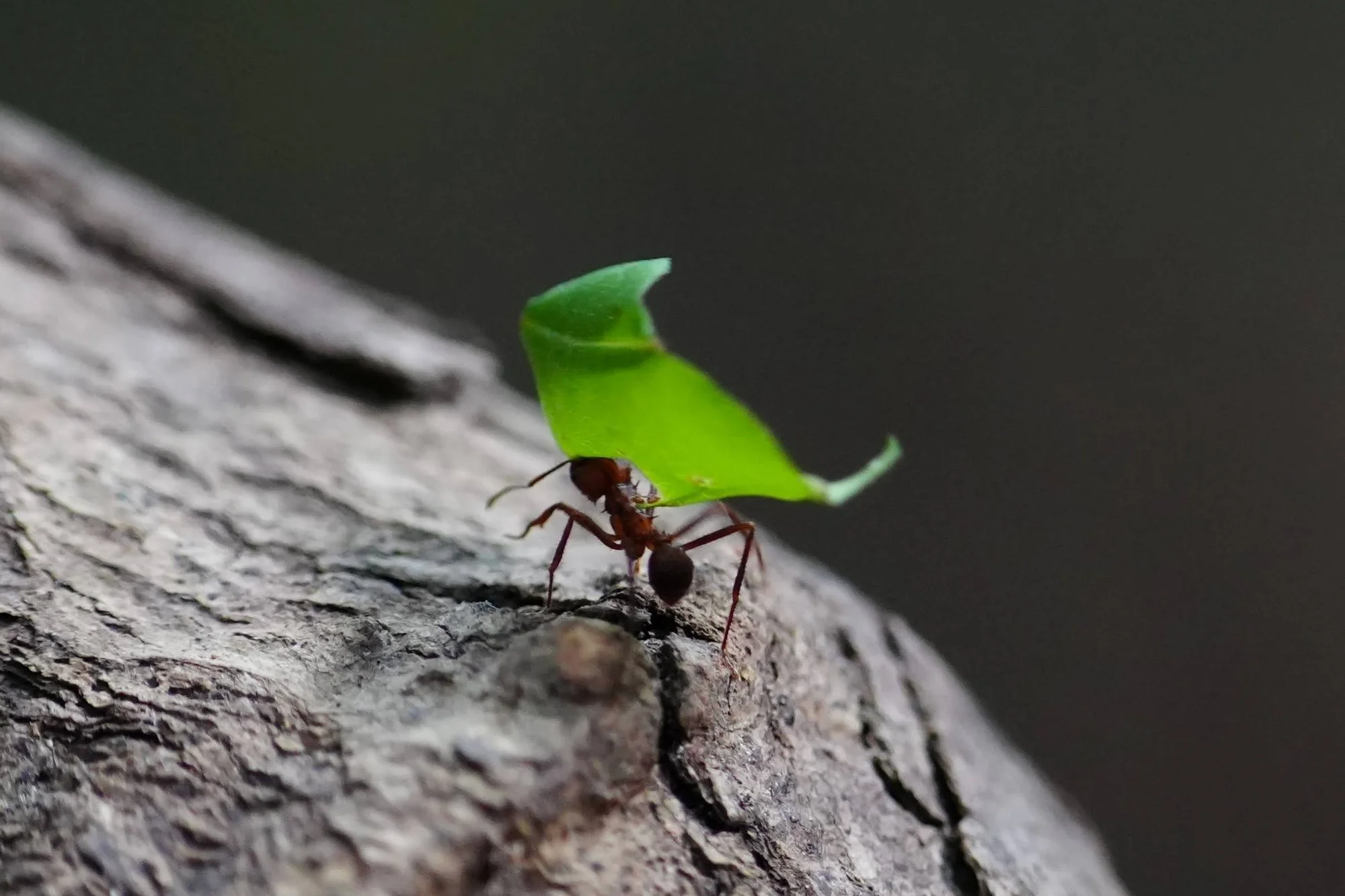 A leafcutter ant carries fresh greenery across rough bark. The leaves feed fungi cultivated inside the colony.