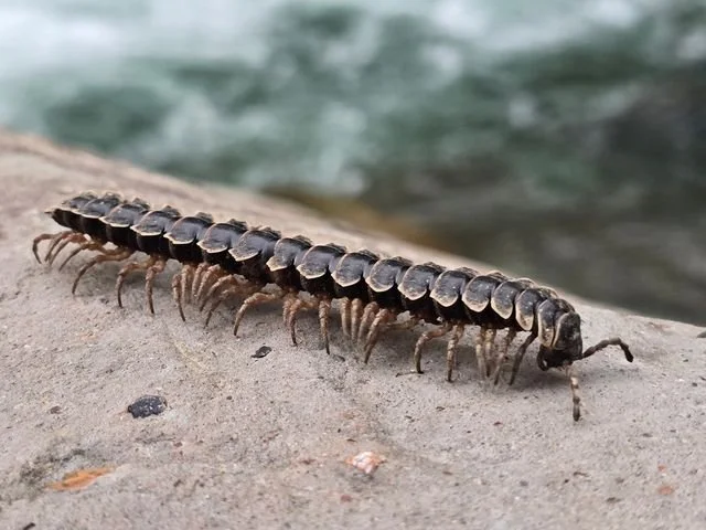 A flat-backed millipede crosses a riverside rock, its many legs moving beneath overlapping body segments.