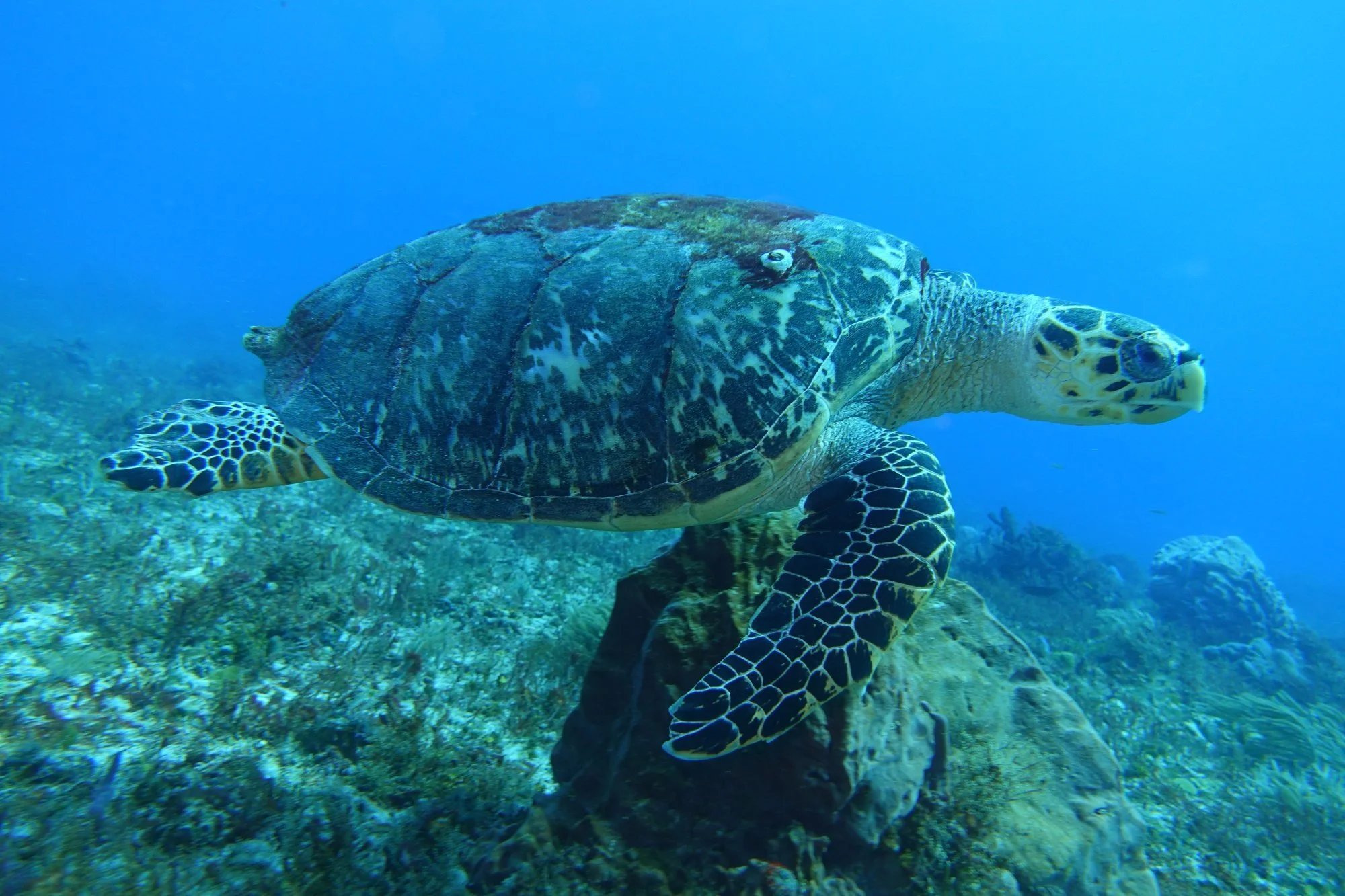 A sea turtle passes above the reef off Playa del Carmen, the patterns of its shell and flippers clearly visible.