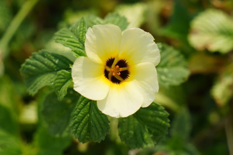 Dark-eyed turnera (Turnera subulata) opens cream petals around a yellow halo and dark centre.