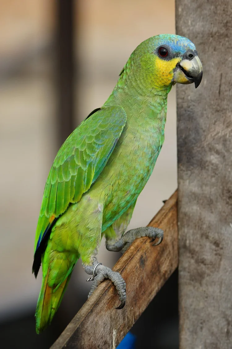 An orange-winged amazon (Amazona amazonica) perches on wood, showing a blue forehead and yellow cheeks.