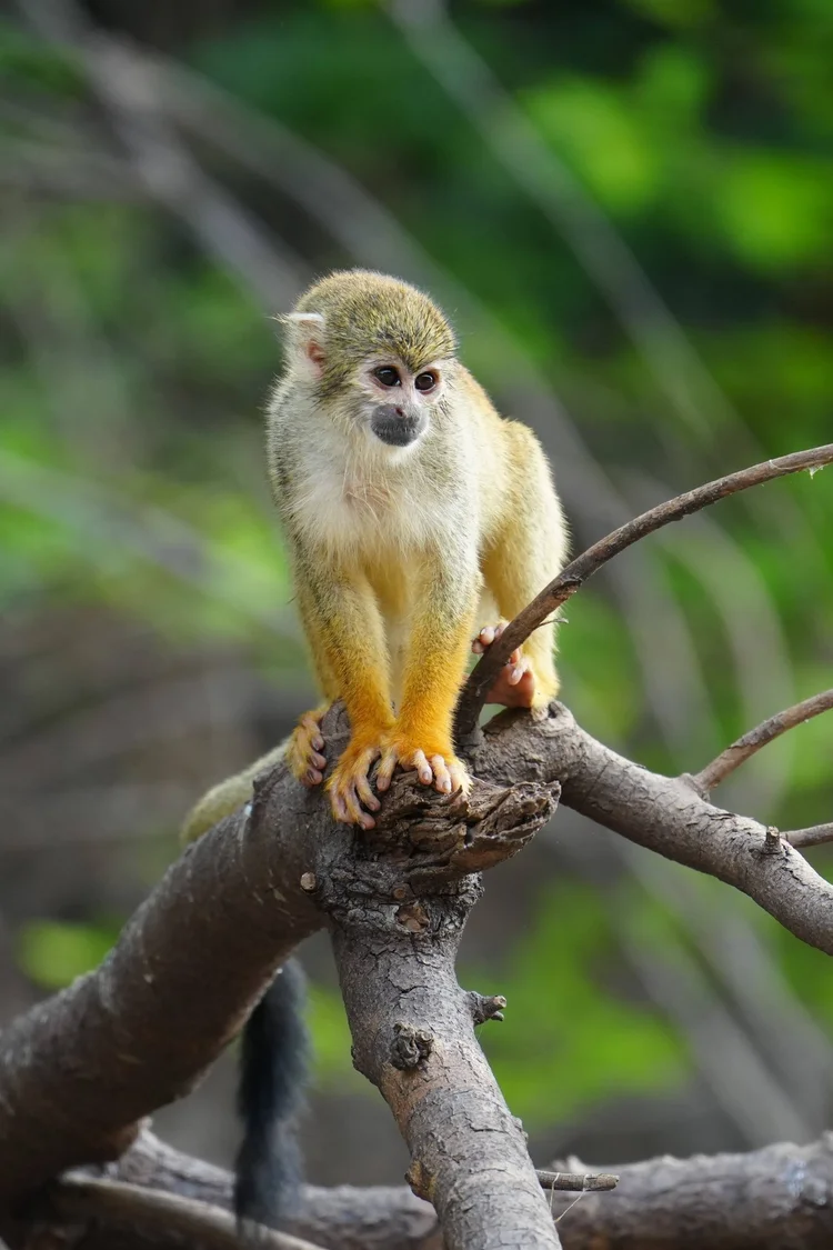 Probably a Humboldt’s squirrel monkey (Saimiri cassiquiarensis), gripping a broken branch while its long tail hangs free.
