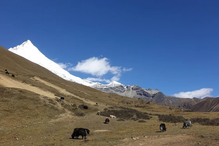 Yaks graze across the open slope beneath a sharp, snow-covered peak.