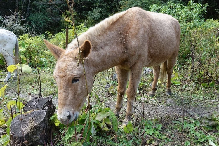A mule feeds among the grasses beside the trail.