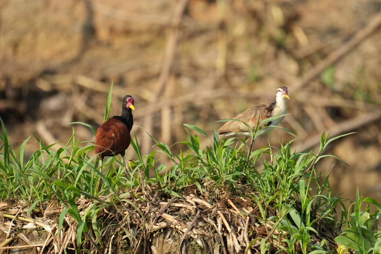 An adult wattled jacana (Jacana jacana), left, stands beside a younger bird whose pale face and belly have yet to darken.