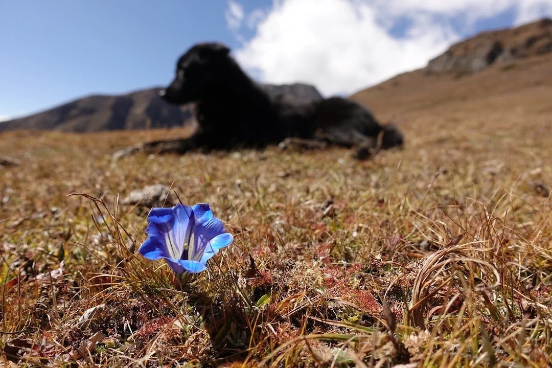A blue gentian fills the foreground while the black dog rests farther up the slope.