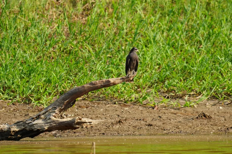 A snail kite (Rostrhamus sociabilis) rests on driftwood beside the water, its curved bill outlined against the background.