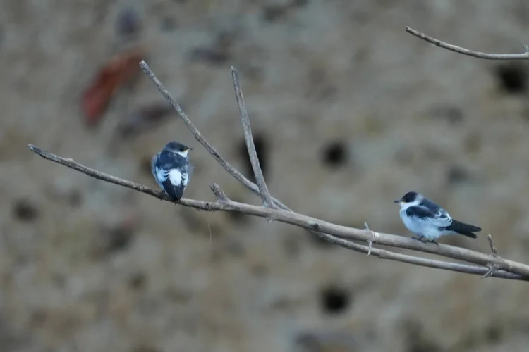 Two white-winged swallows (Tachycineta albiventer) rest together, their white wing patches and rumps bright against blue-green backs.