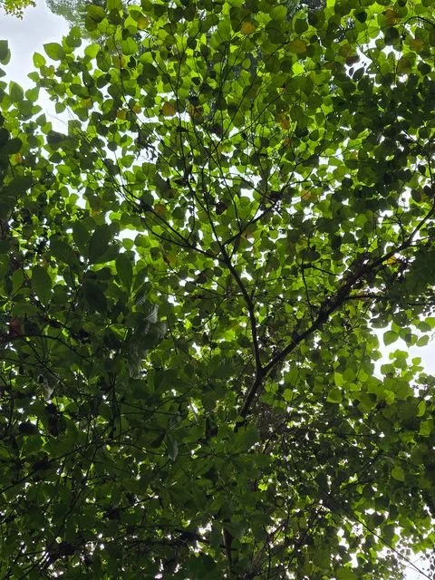 Overlapping leaves turn the light above the trail into a mosaic of greens.