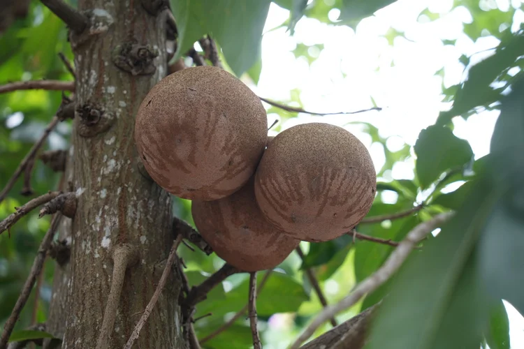 Round, woody fruits cluster against the trunk of a cannonball tree (Couroupita guianensis). Their hard shells explain the name.