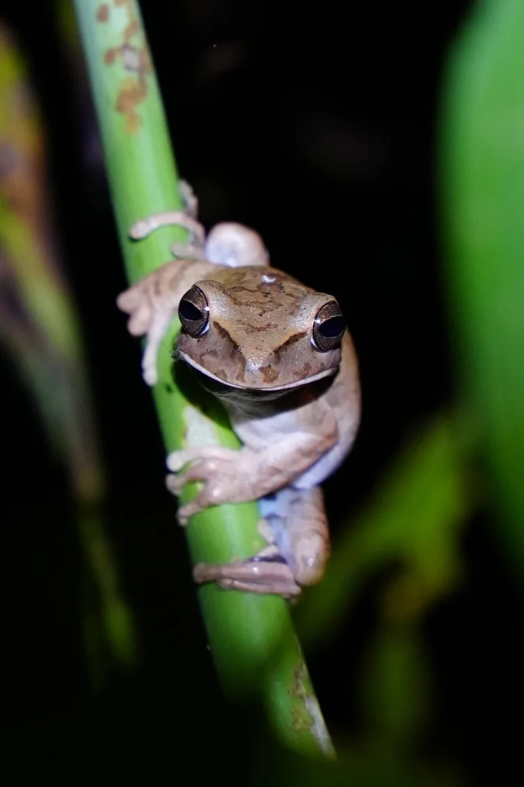 A tree frog (family Hylidae) faces the camera from a green stem, broad mouth and large eyes framed by darkness.