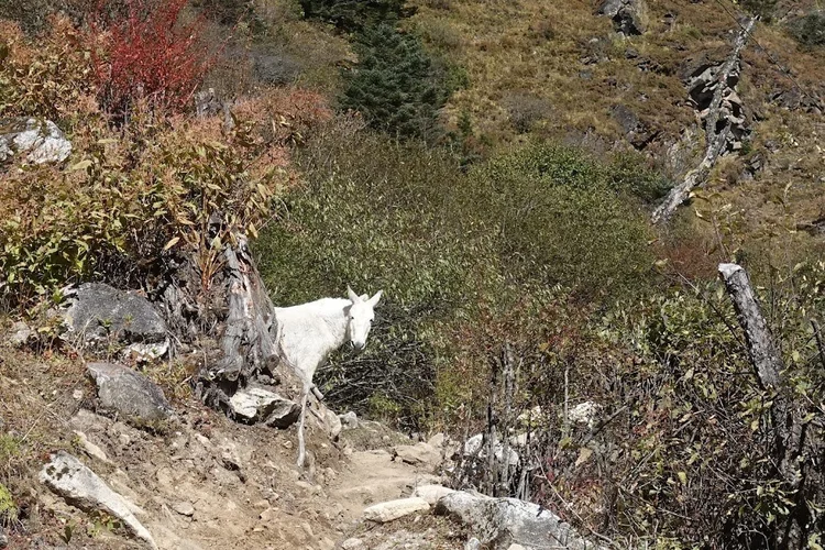 A mule looks out from behind a weathered stump beside the trail.