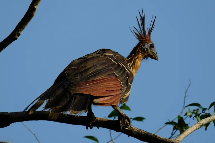 A hoatzin (Opisthocomus hoazin) stands against the sky, chestnut wing feathers edged in cream.
