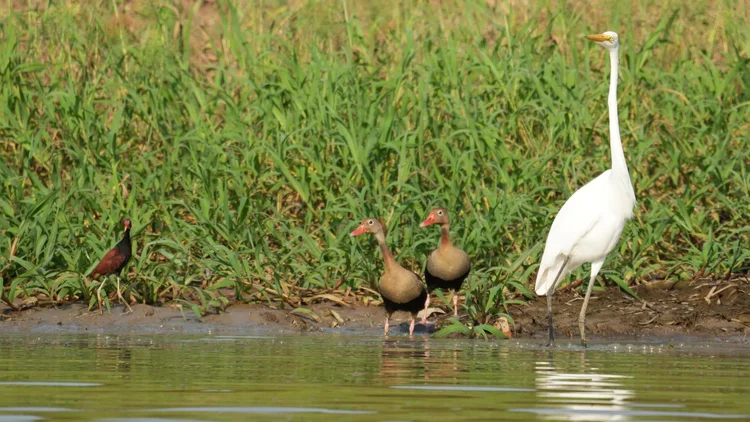 A great egret (Ardea alba), two black-bellied whistling-ducks (Dendrocygna autumnalis) and a wattled jacana (Jacana jacana) share the riverbank.