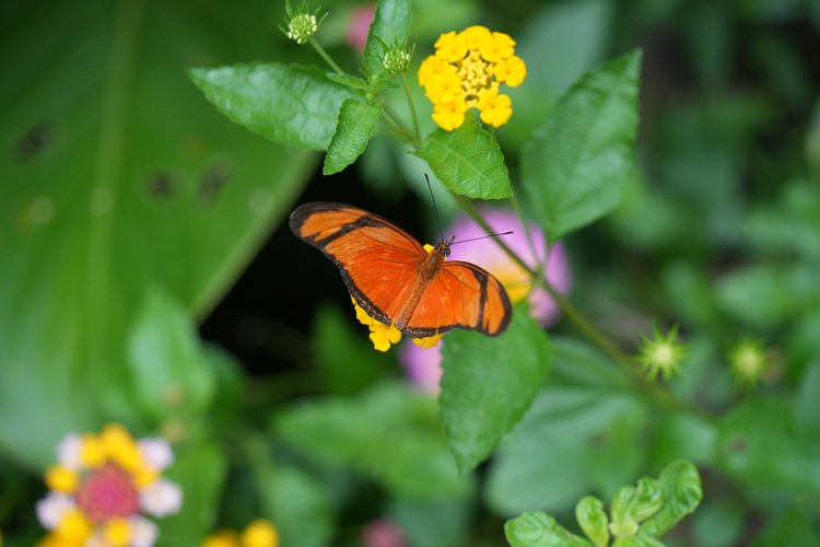 A Julia butterfly (Dryas iulia) visits lantana flowers (Lantana sp.). Adults take nectar, while their caterpillars feed on passionflower vines.
