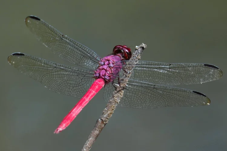 A pink skimmer dragonfly (Orthemis sp.) rests on a twig, each transparent wing traced with fine veins.
