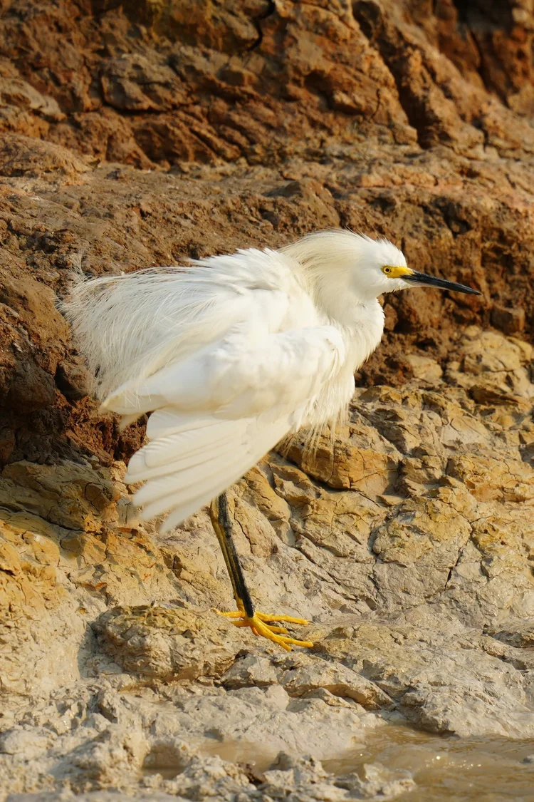 A snowy egret (Egretta thula) fluffs its feathers, bright feet standing out beneath black legs.