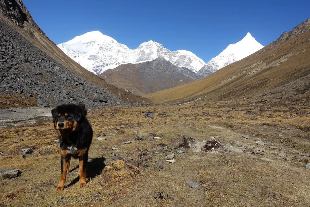 A black-and-tan dog pauses on the trail beneath the snowy peaks.