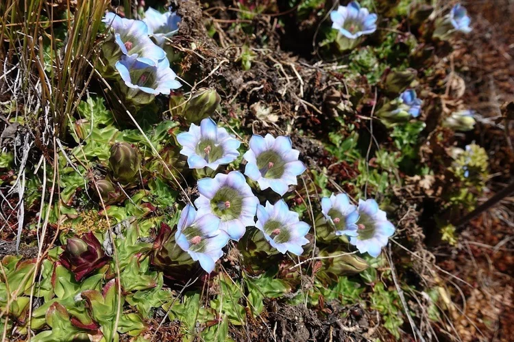 Pale blue, bell-shaped flowers grow in green cushions along the descent—the softer blue noted in the final day's journal.