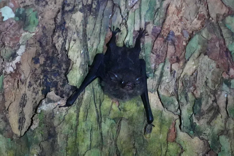 A small bat, likely from the sac-winged bat family (Emballonuridae), roosts head-down against a trunk.