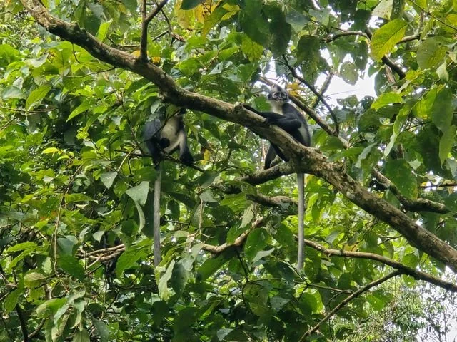 Two Thomas’s langurs (Presbytis thomasi) rest among the leaves, their long tails hanging below the branches. This species is native to northern Sumatra.