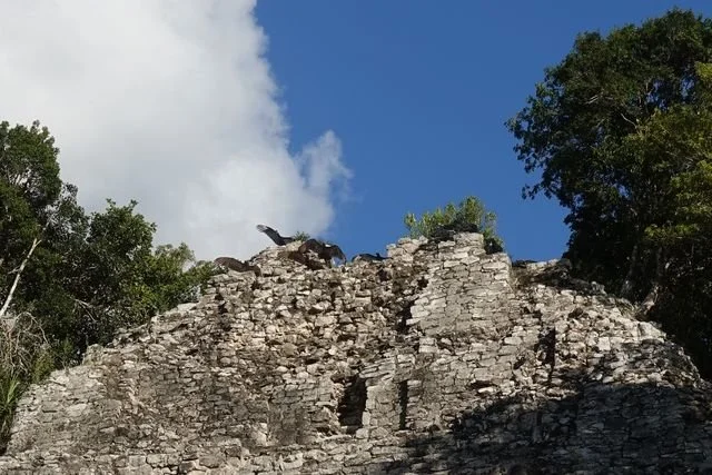 Vultures spread their wings on the upper stones of a pyramid at Cobá.