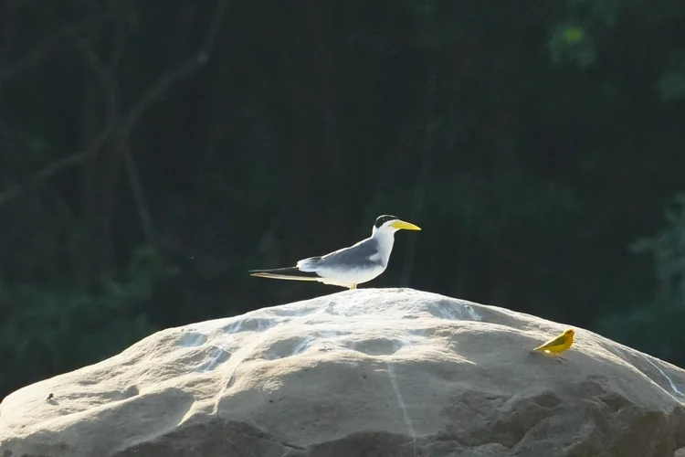 A large-billed tern (Phaetusa simplex) shares a sunlit rock with a small yellow bird, probably a saffron finch (Sicalis flaveola).