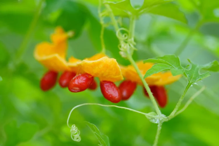 A ripe bitter melon (Momordica charantia) exposes seeds wrapped in brilliant red pulp beneath its orange skin.
