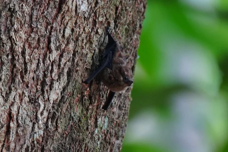 A small bat, likely from the sheath-tailed bat family (Emballonuridae), roosts head-down on a tree trunk beside the Rio Negro.