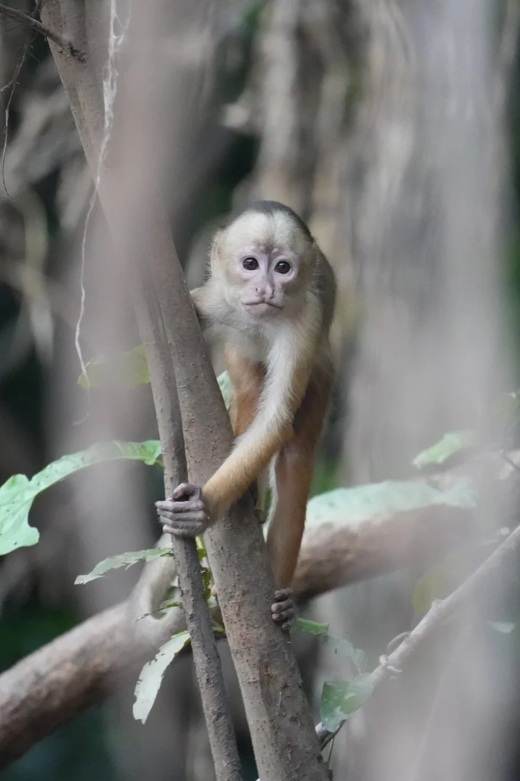 A white-fronted capuchin (Cebus albifrons group) peers around a sapling, holding it with hands and feet.